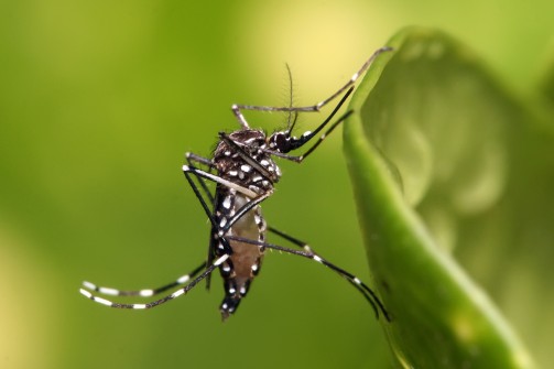 Casos de dengue aumentam no RN e notificações chegam a 4.469