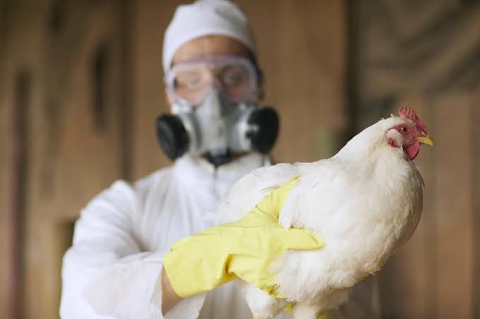 AGORA: Saúde registra 1ª suspeita de gripe aviária em humanos no Brasil